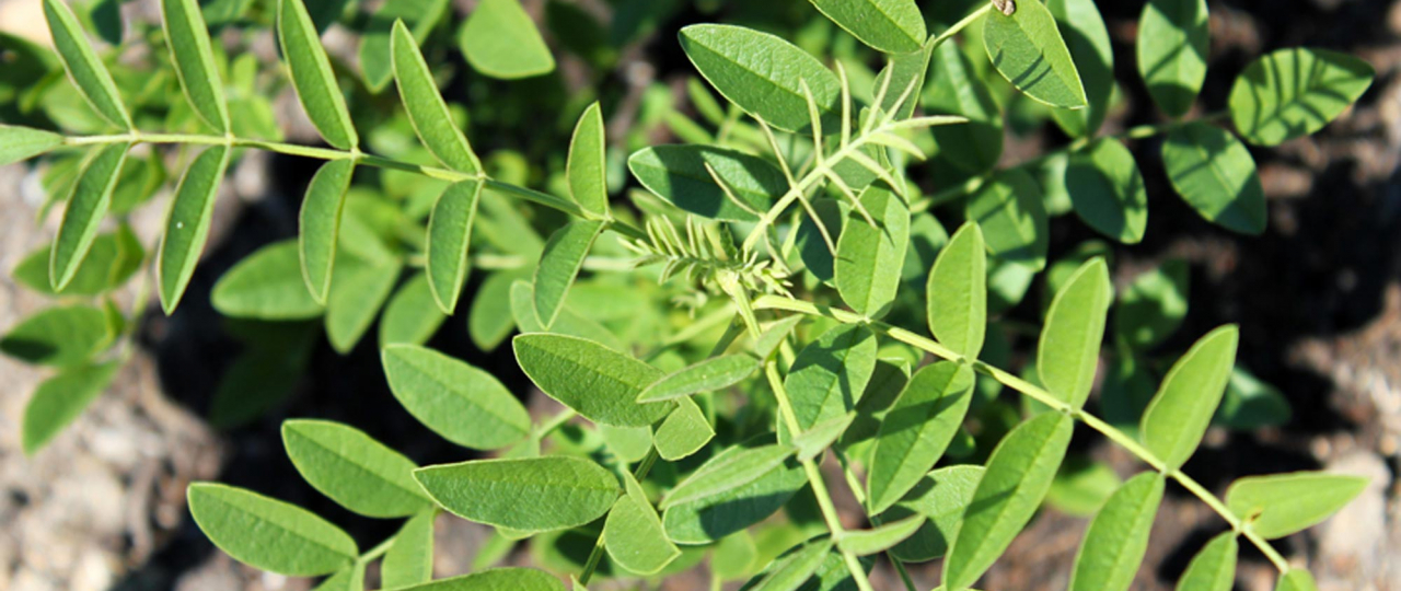 Licorice – A Natural Health Elixir