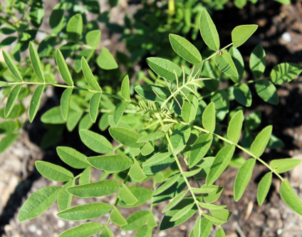 Licorice – A Natural Health Elixir