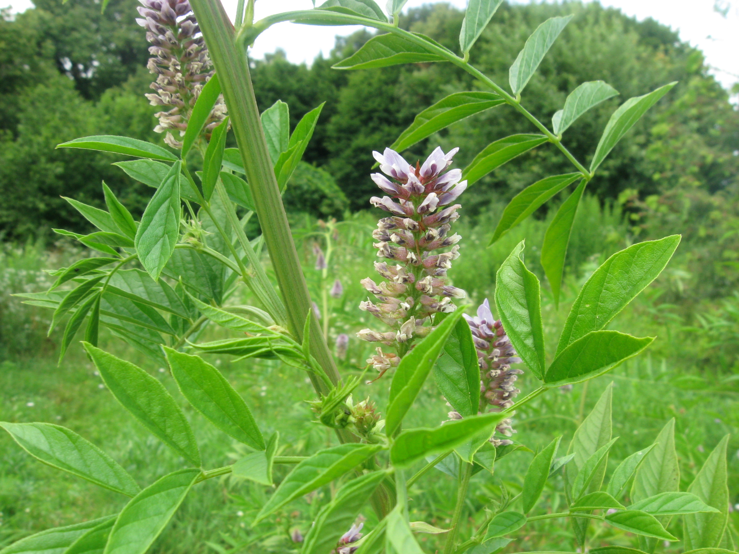 Flowering licorice plant with green leaves and pale purple blossoms